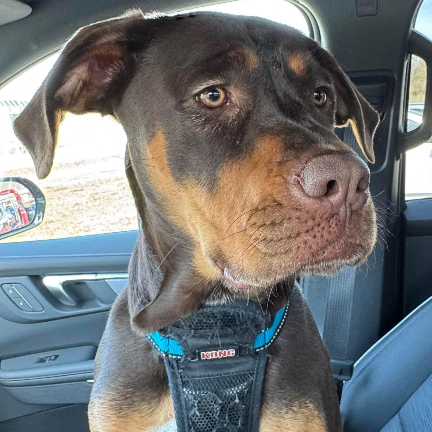 Aelin, a ADOPTABLE mixed breed in Rochester, NY image 2/6
