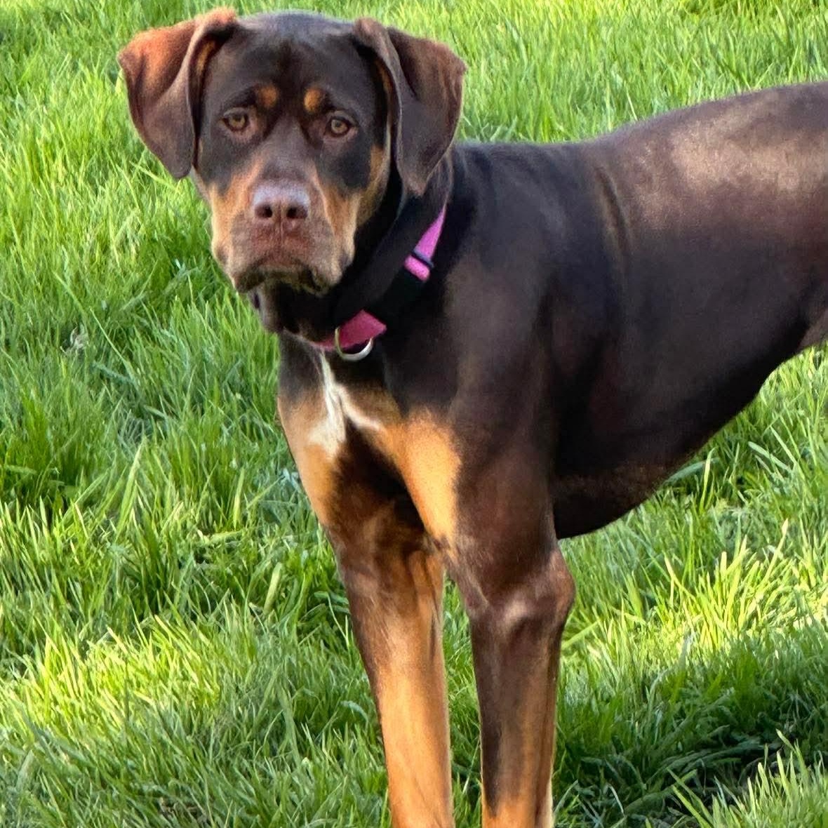 Aelin, ADOPTABLE, Young Female Boxer & Hound.