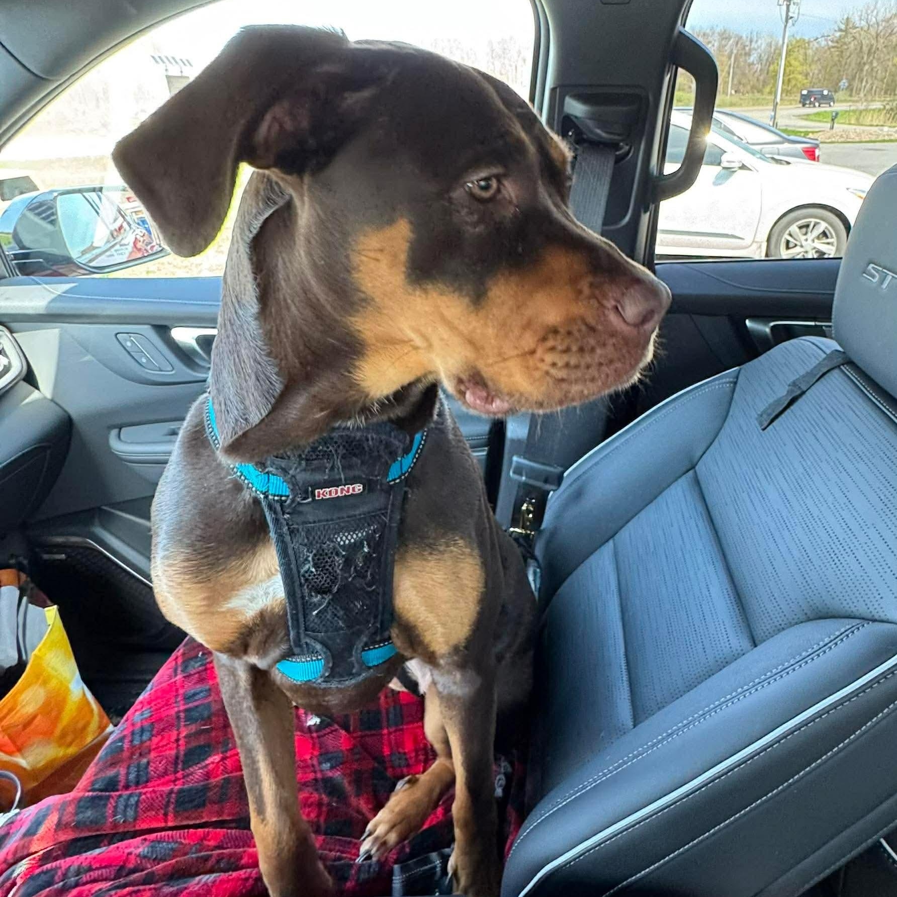 Aelin, a ADOPTABLE mixed breed in Rochester, NY image 4/6
