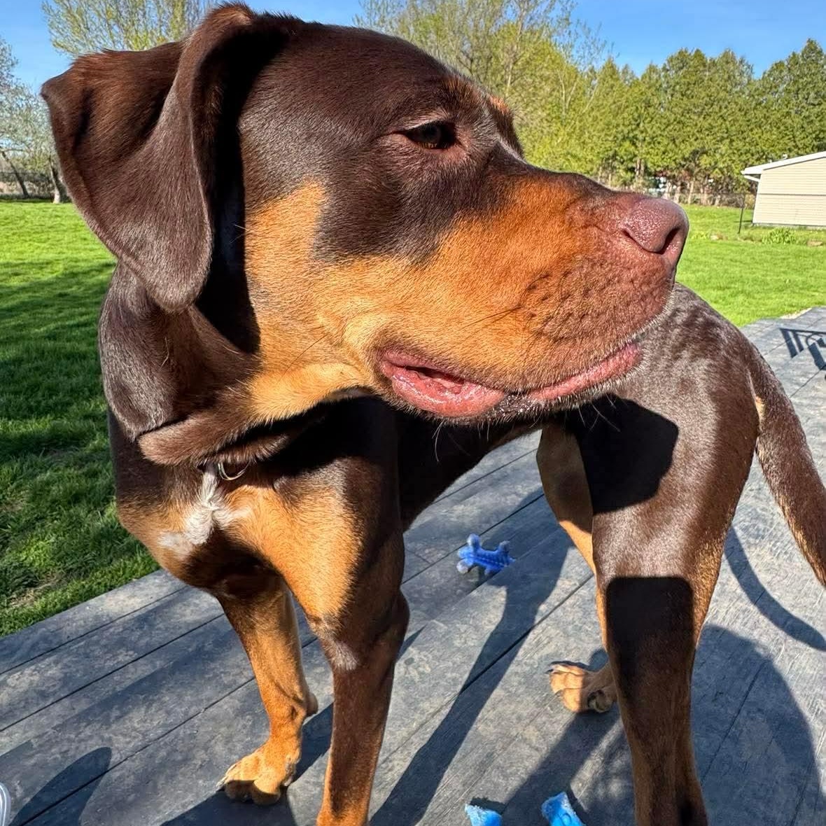Aelin, a ADOPTABLE mixed breed in Rochester, NY image 6/6