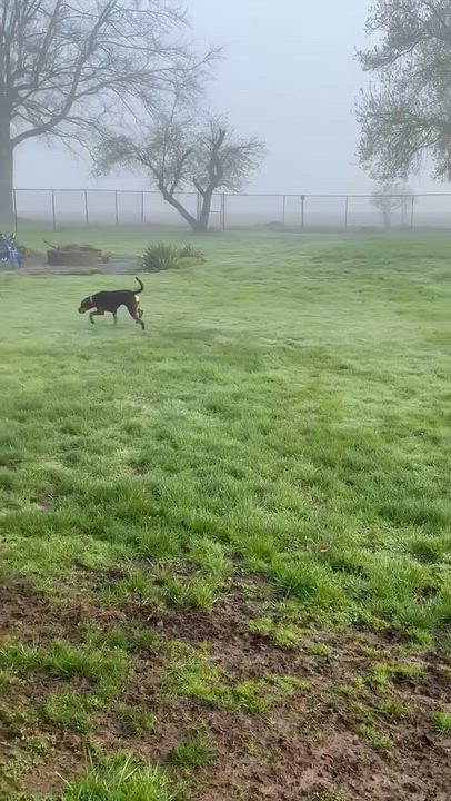 Enlarge Aelin, a ADOPTABLE mixed breed in Rochester, NY video 3/6
