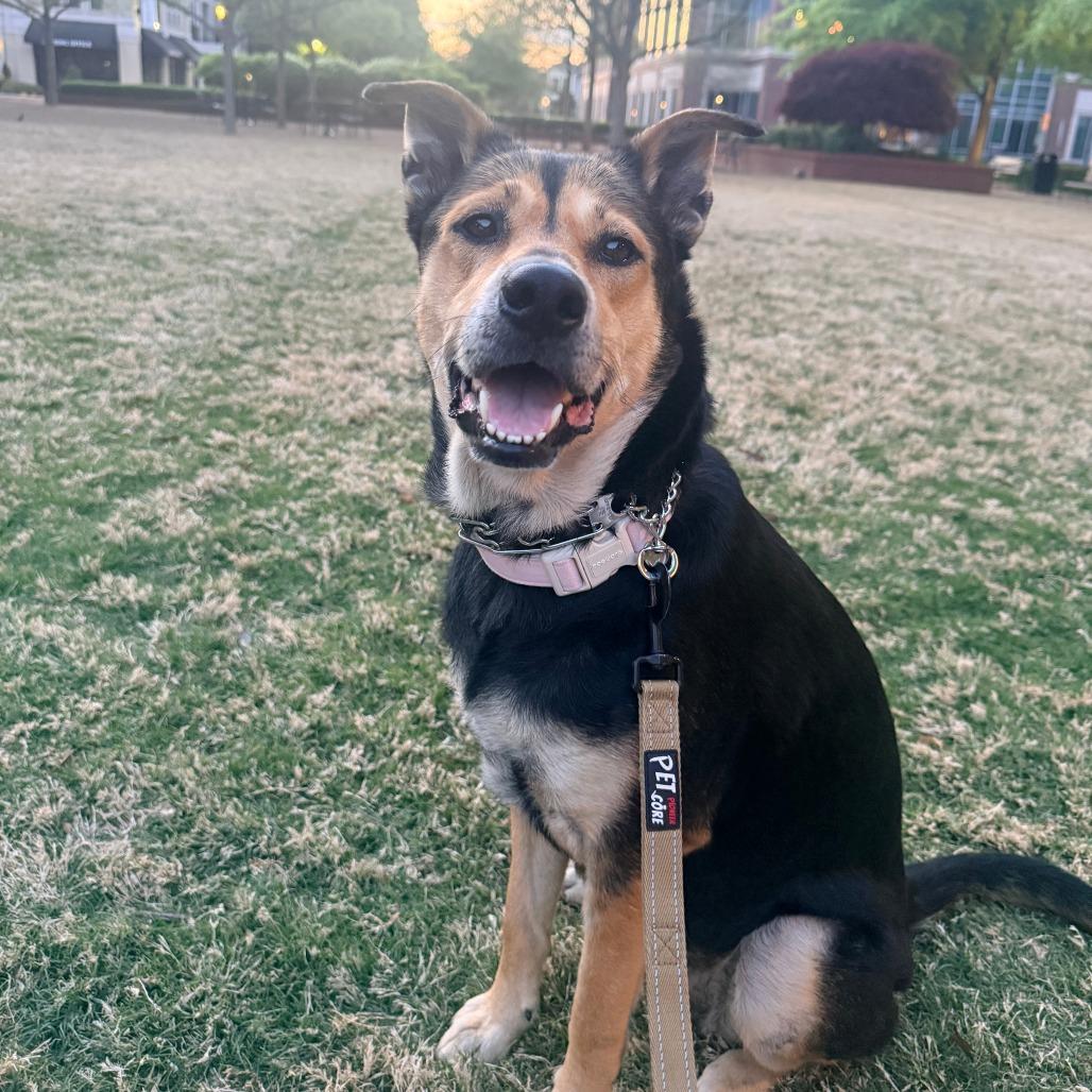 Enlarge Ellie, a Adoptable Mixed Breed in Raleigh, NC image 3/6