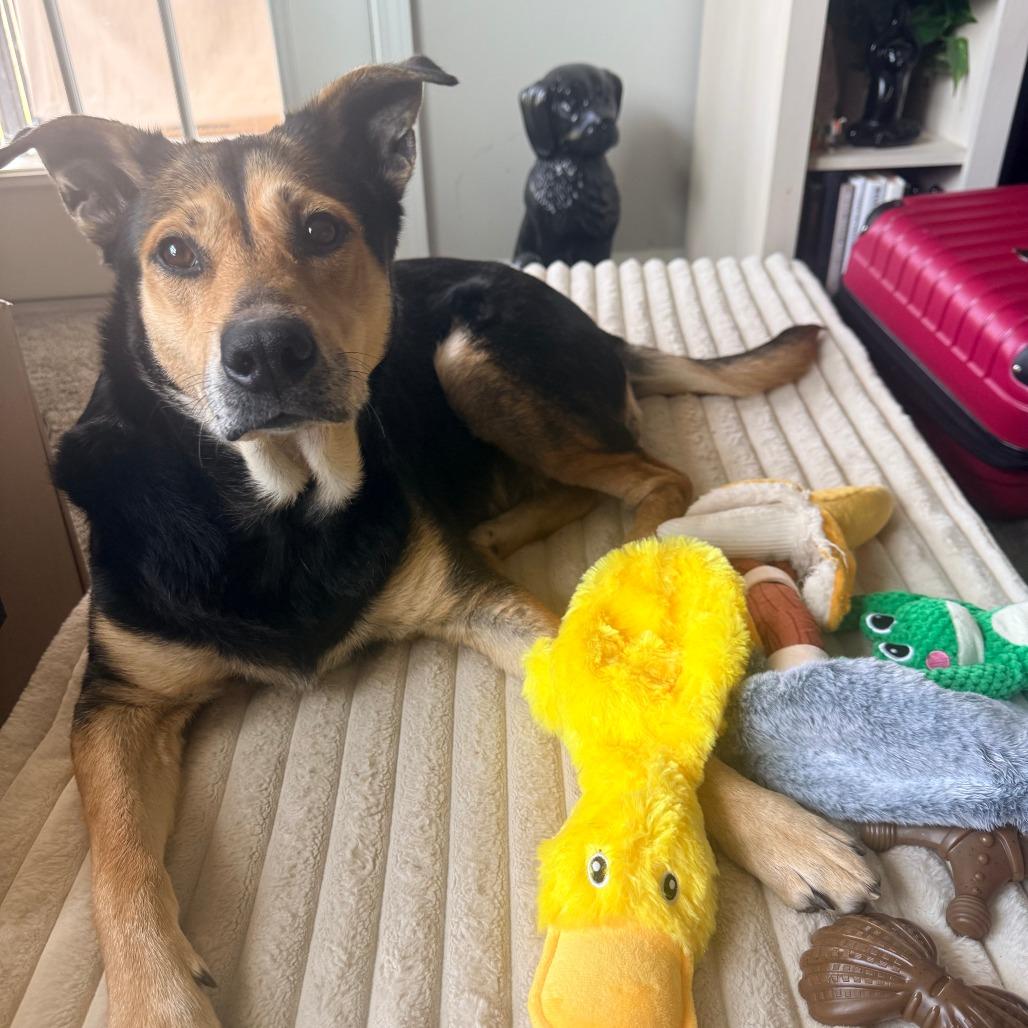Enlarge Ellie, a Adoptable Mixed Breed in Raleigh, NC image 4/6