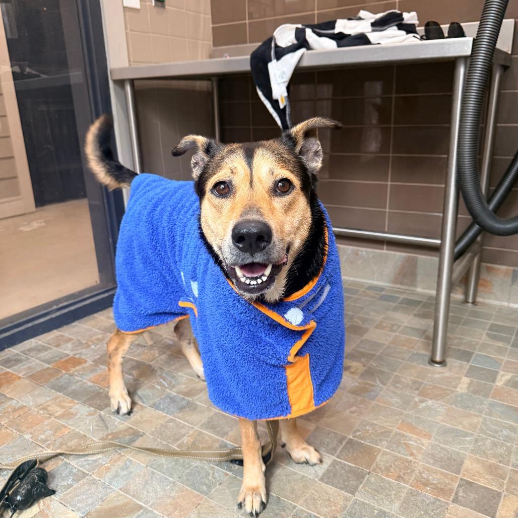 Enlarge Ellie, a Adoptable Mixed Breed in Raleigh, NC image 5/6