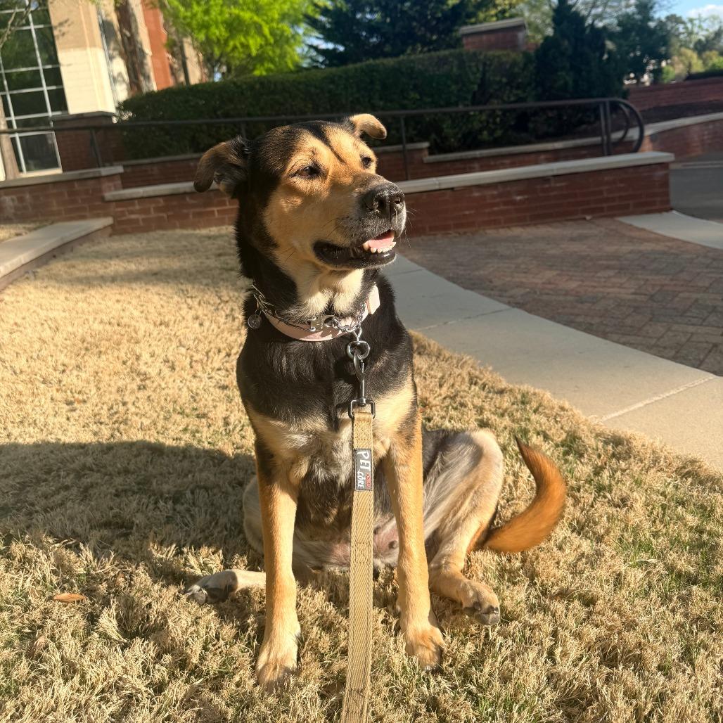 Enlarge Ellie, a Adoptable Mixed Breed in Raleigh, NC image 6/6