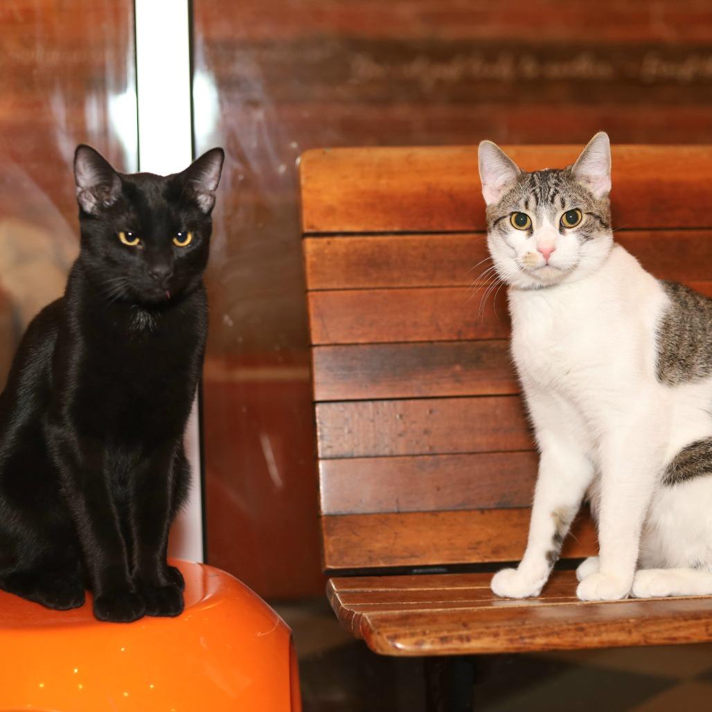 Fortunado, a Adoptable Domestic Short Hair in Evansville, IN image 2/6