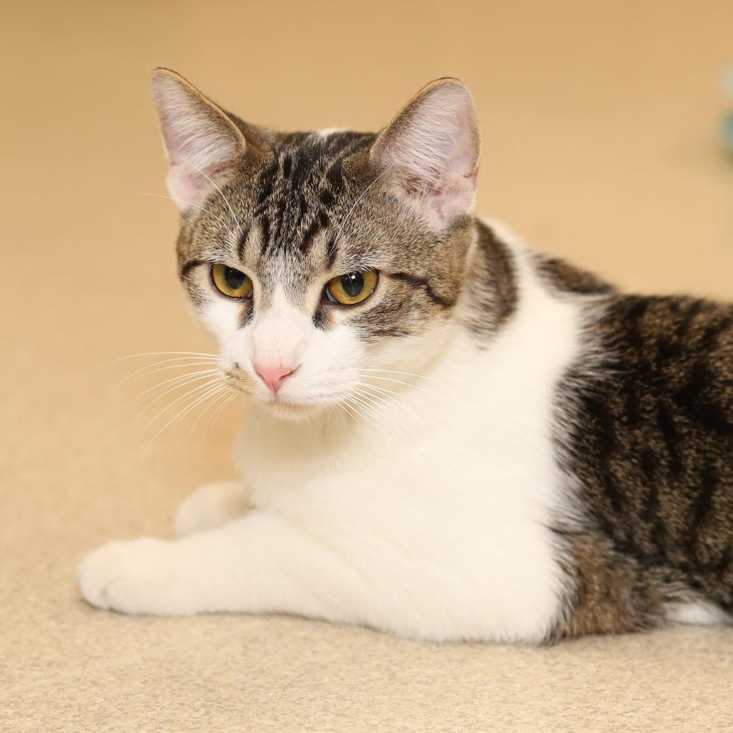 Fortunado, a Adoptable Domestic Short Hair in Evansville, IN image 3/6