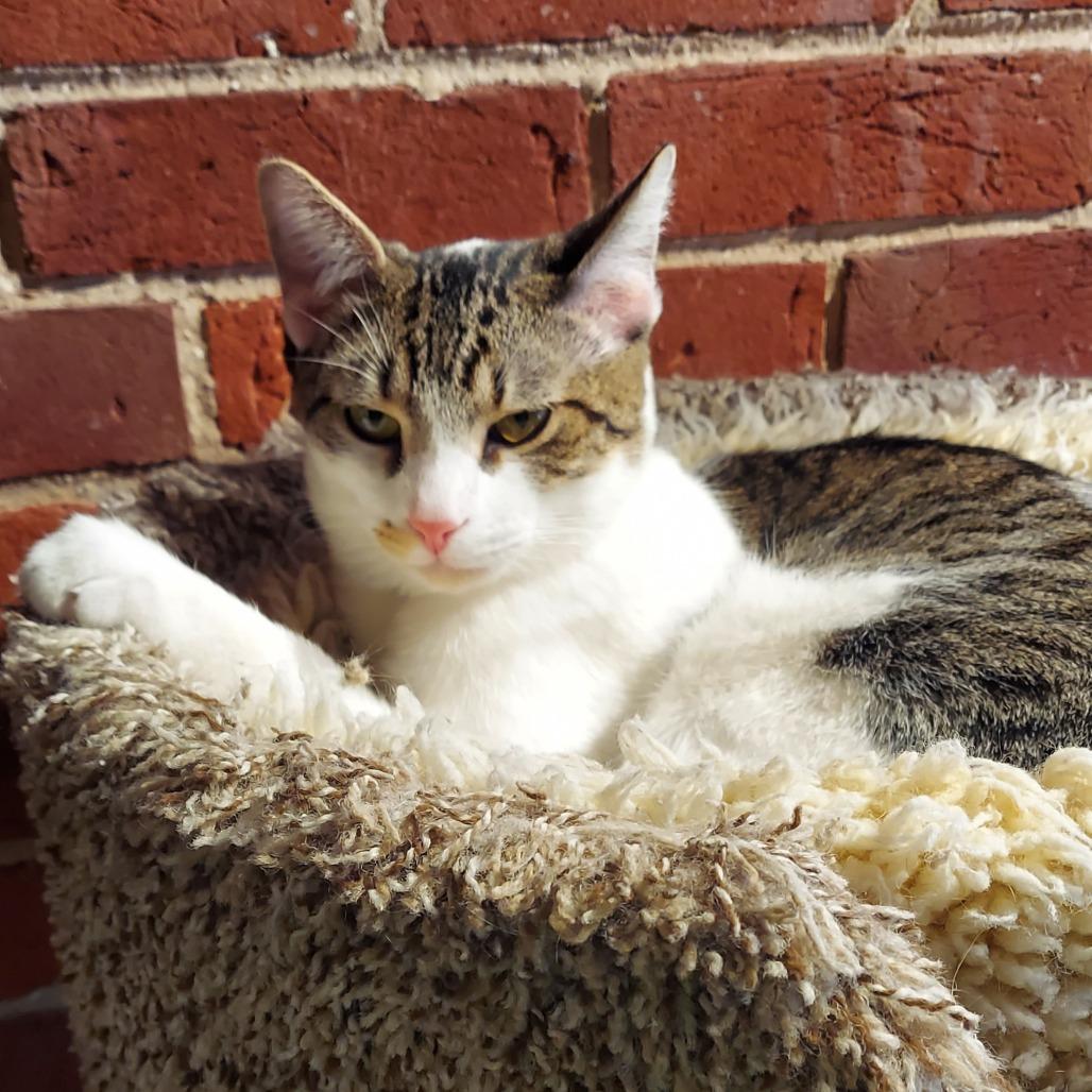 Fortunado, a Adoptable Domestic Short Hair in Evansville, IN image 5/6