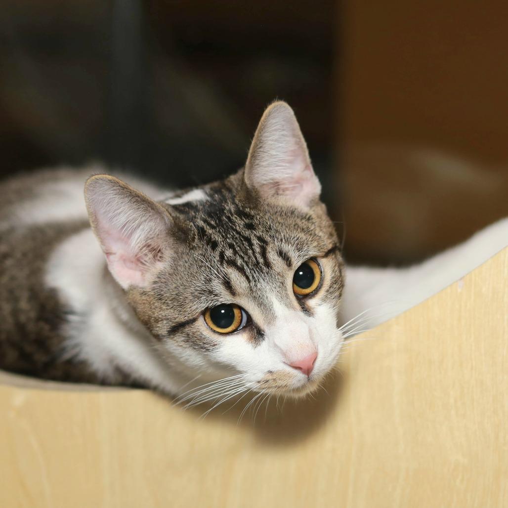 Fortunado, a Adoptable Domestic Short Hair in Evansville, IN image 6/6