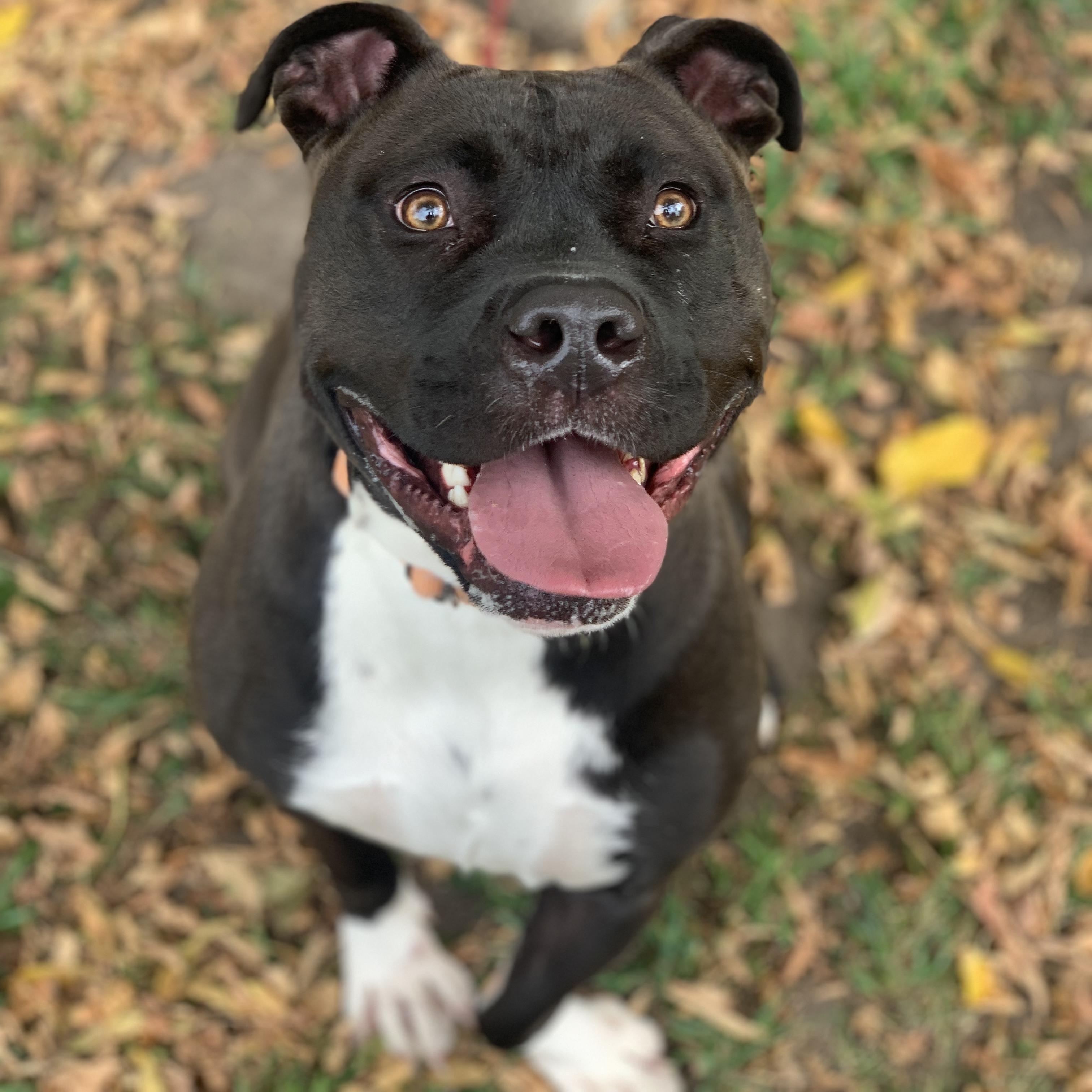Ashley (Sponsored), adoptable, Adult Female Mixed Breed.