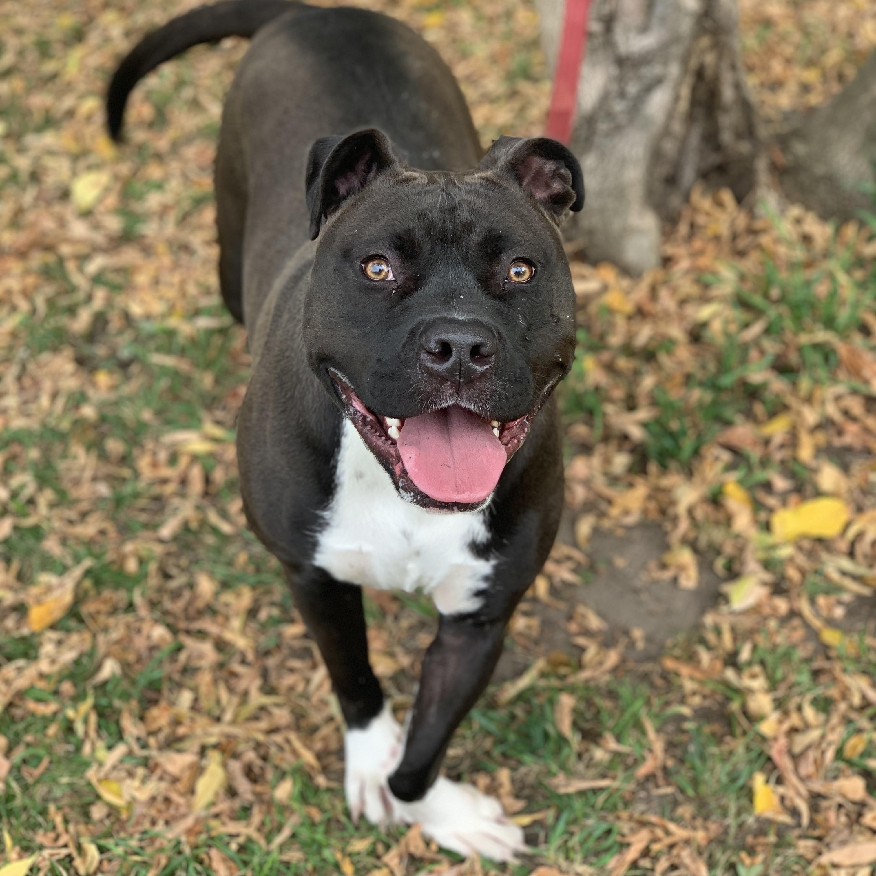Ashley (Sponsored), an adoptable mixed breed in Midland, MI image 2/5