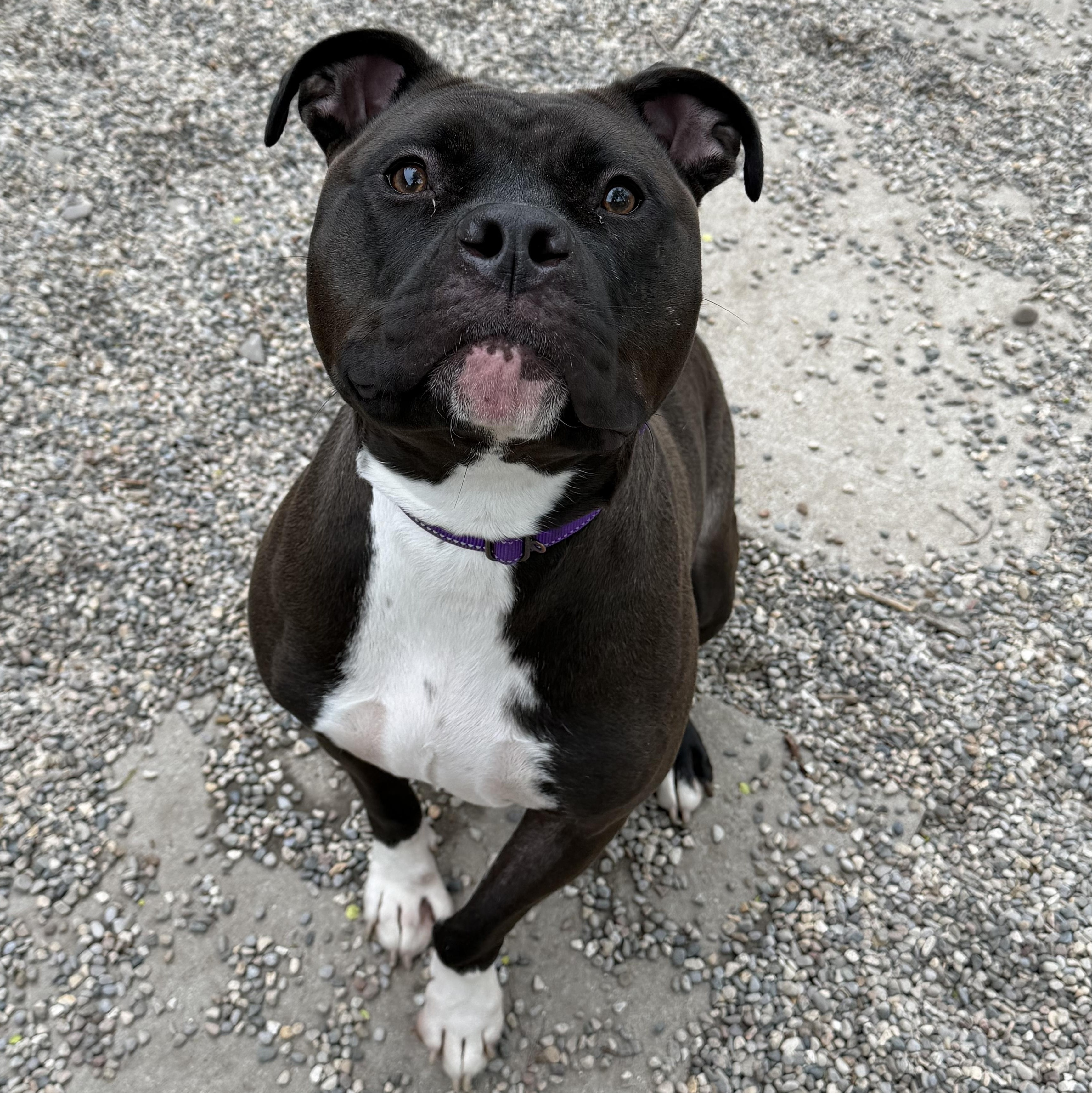 Ashley (Sponsored), an adoptable mixed breed in Midland, MI image 5/5