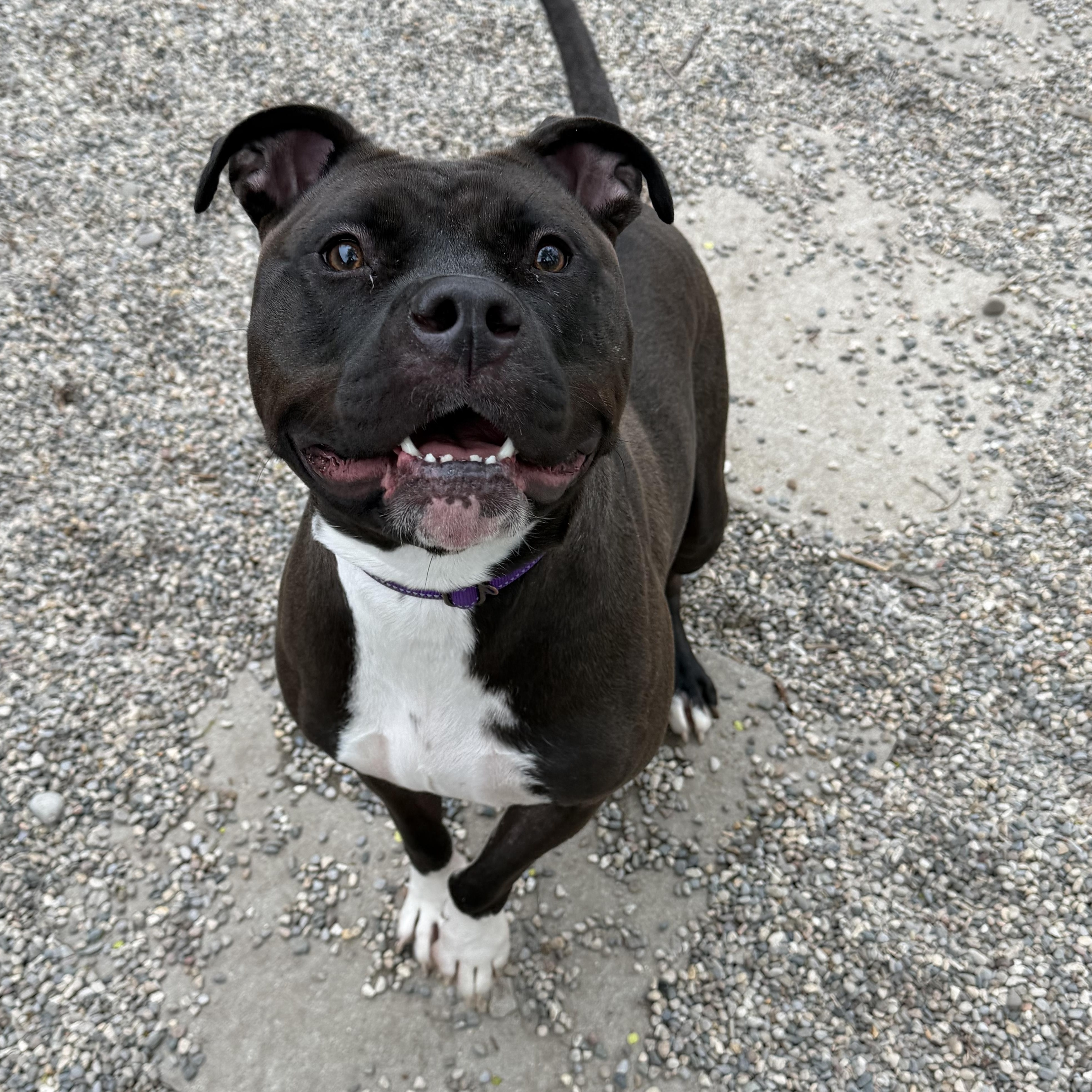 Ashley (Sponsored), an adoptable mixed breed in Midland, MI image 4/5