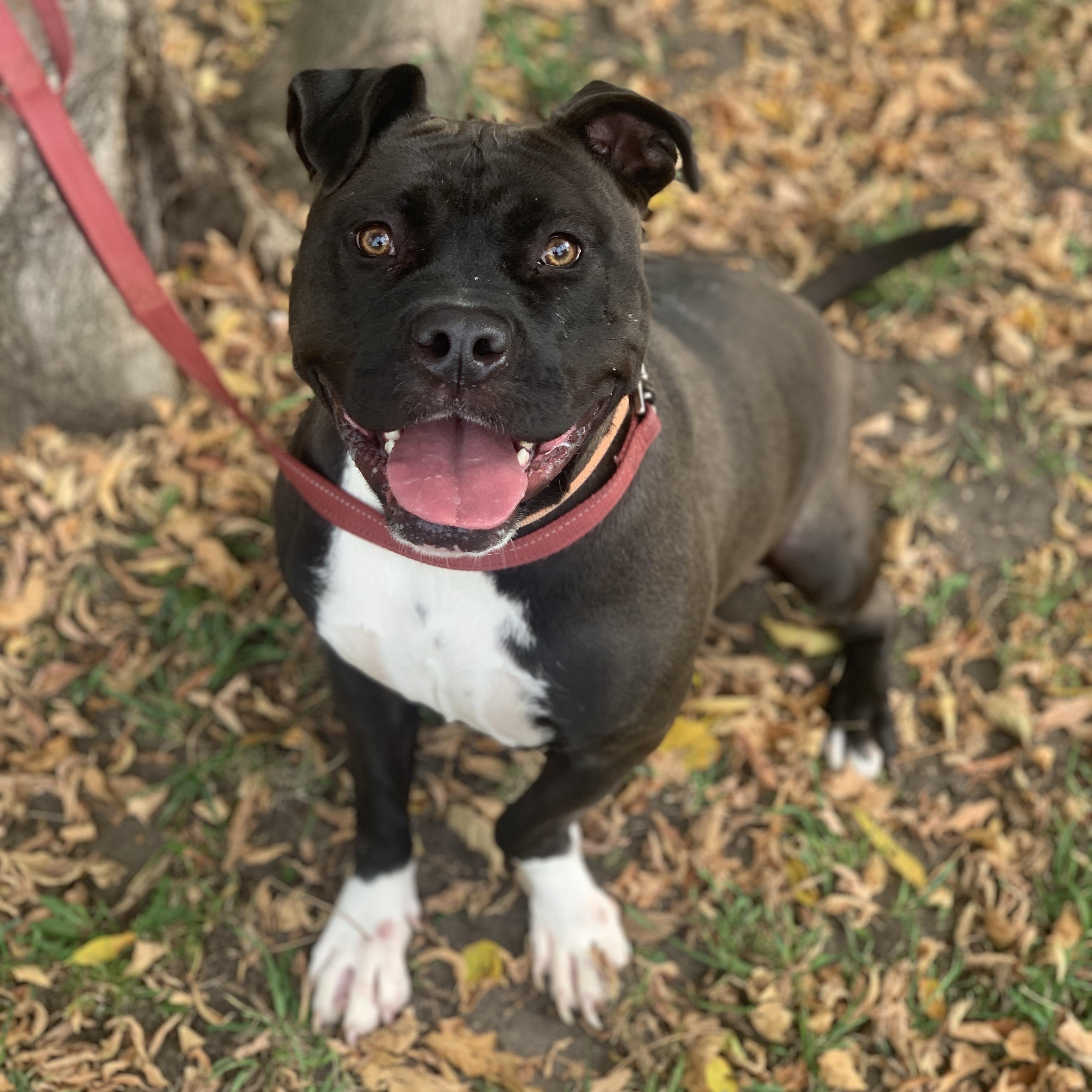Ashley (Sponsored), an adoptable mixed breed in Midland, MI image 3/5