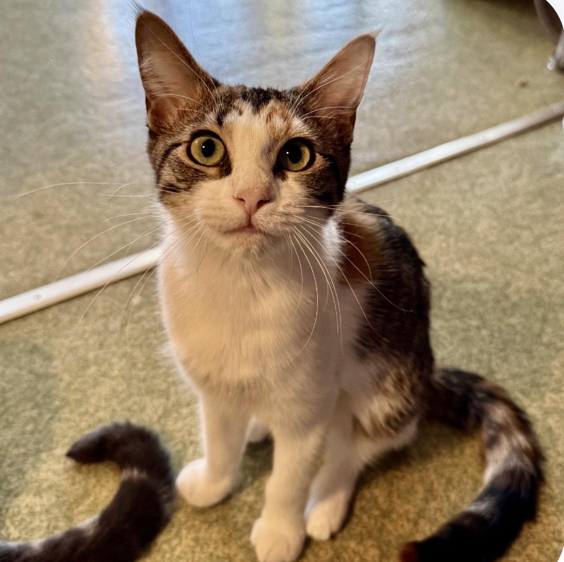 Enlarge Millie, a Adoptable mixed breed in Mount Vernon, IL image 5/6