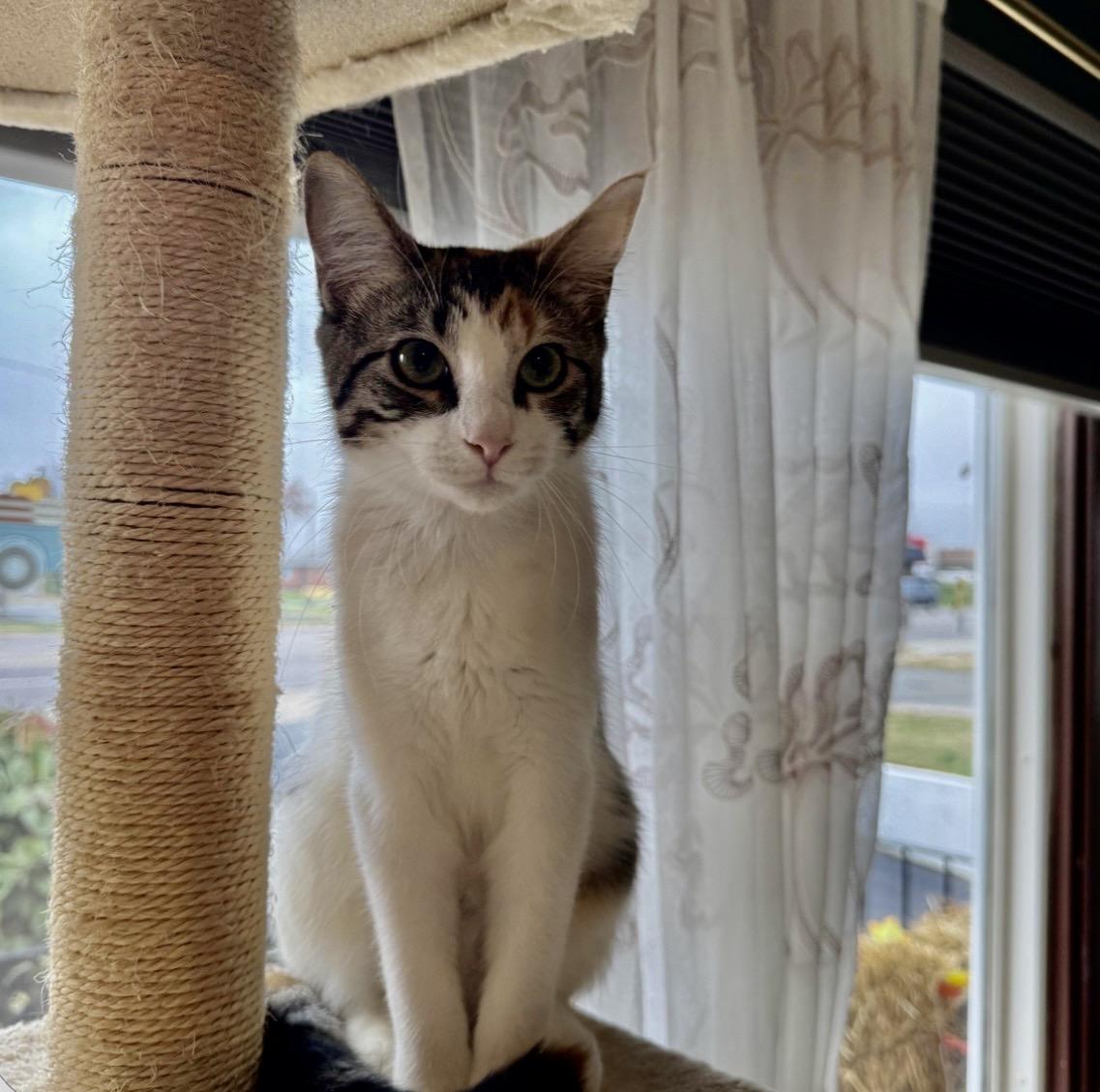 Millie, Adoptable, Young Female Calico & Turkish Van.
