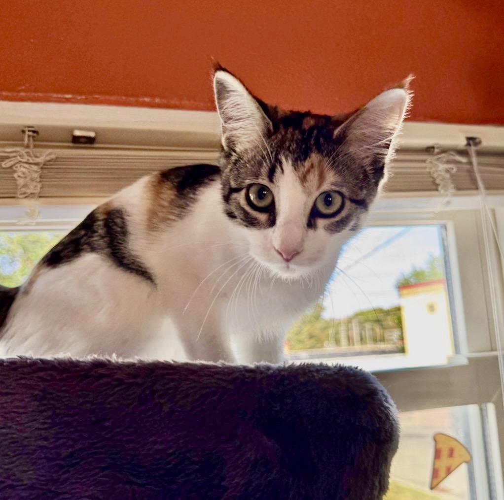 Enlarge Millie, a Adoptable mixed breed in Mount Vernon, IL image 4/6