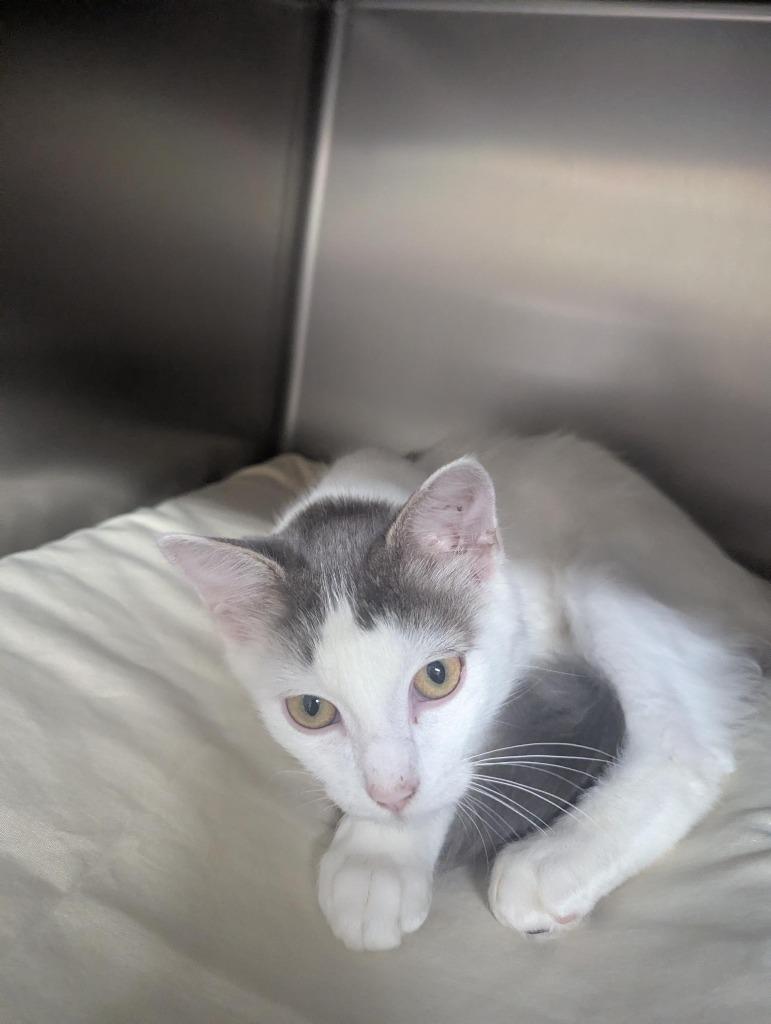 Gill, Adoptable, Kitten Male Domestic Medium Hair.
