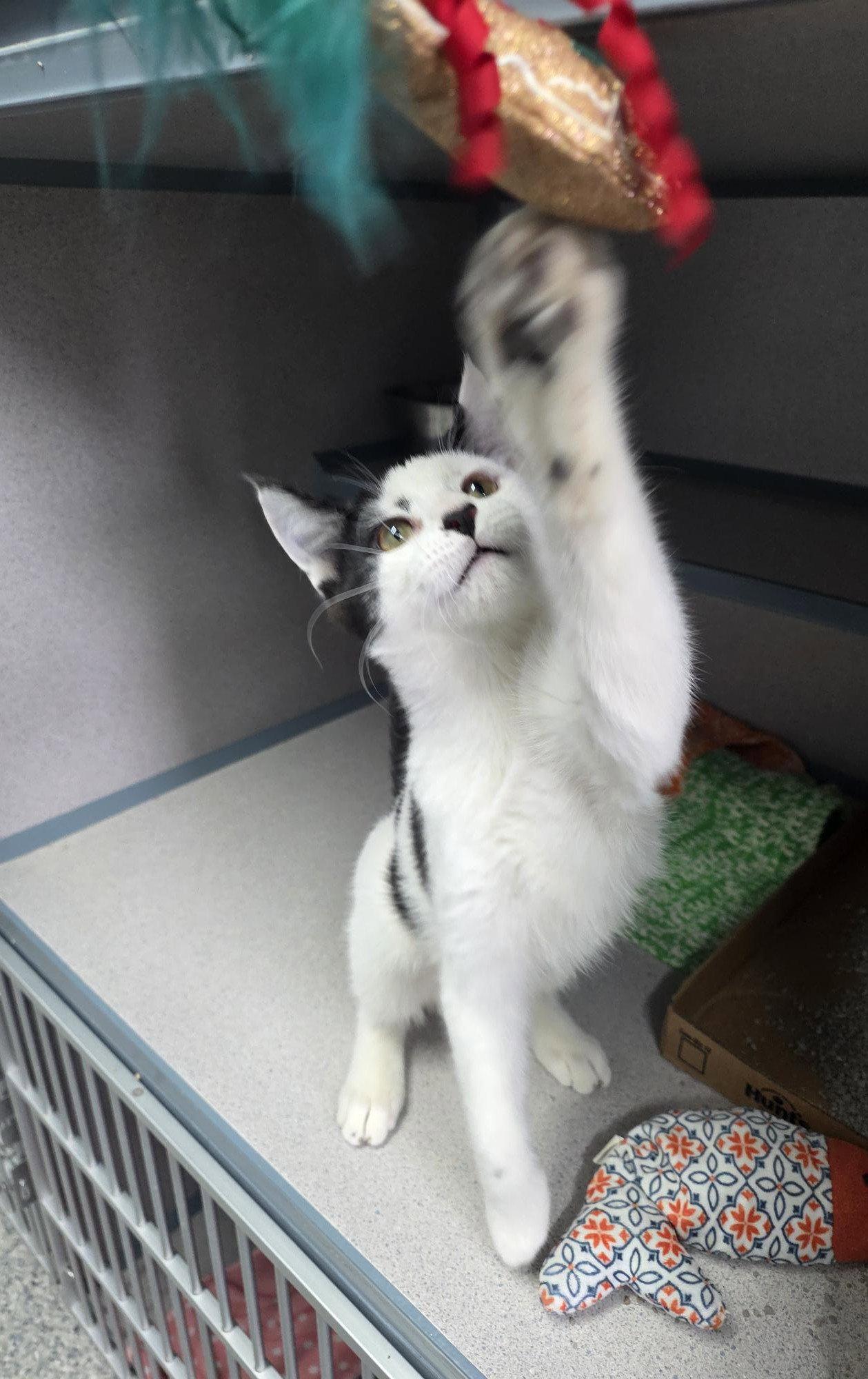 Enlarge Moo, a Adopted Domestic Short Hair in Knoxville, IA image 2/3