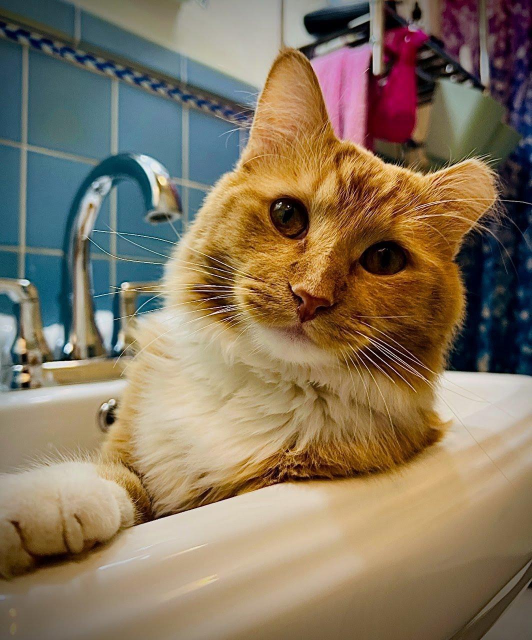 Enlarge Ed, a ADOPTABLE Domestic Long Hair in Crystal, MN image 1/3