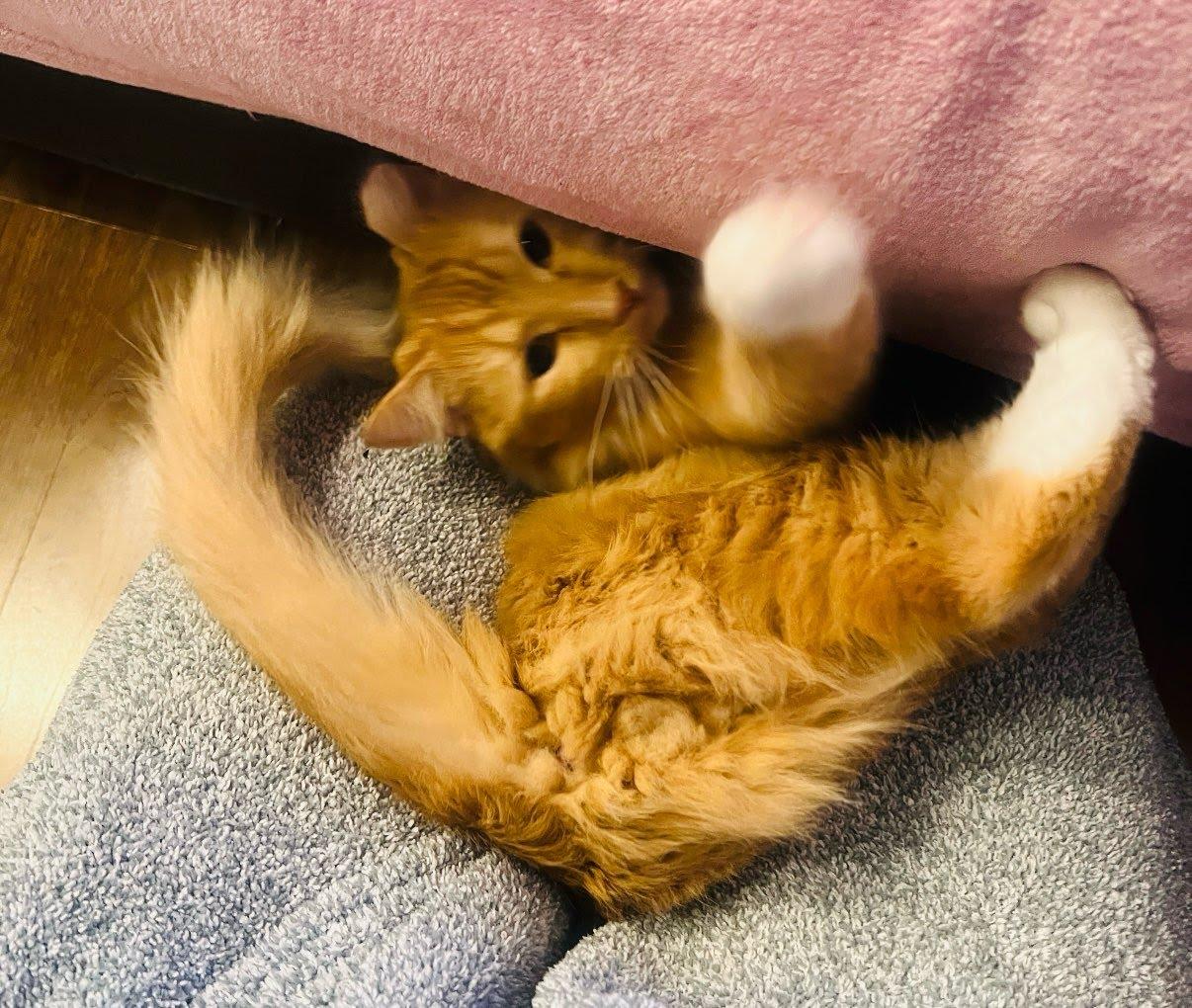 Enlarge Ed, a ADOPTABLE Domestic Long Hair in Crystal, MN image 2/3