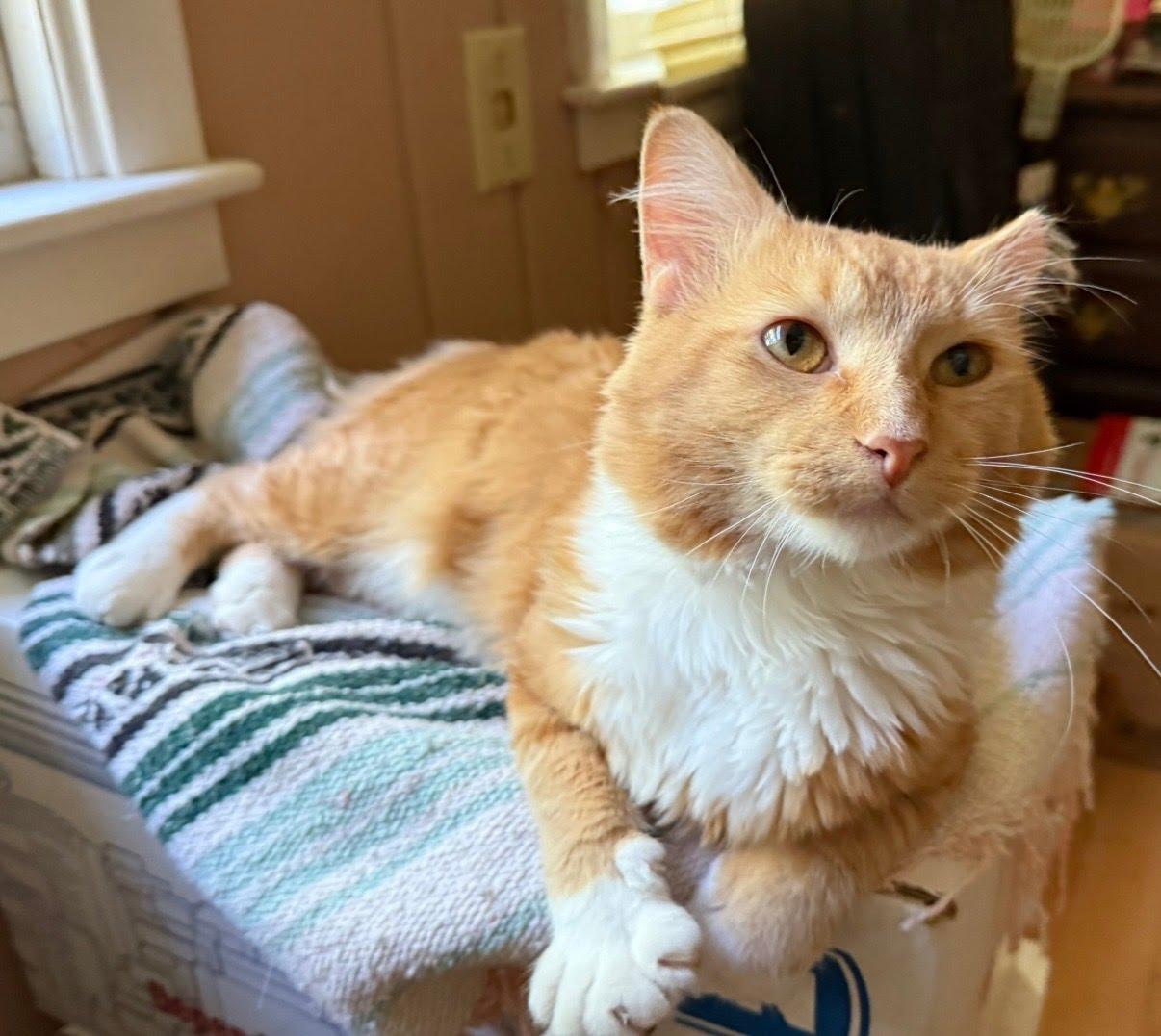 Enlarge Ed, a ADOPTABLE Domestic Long Hair in Crystal, MN image 3/3