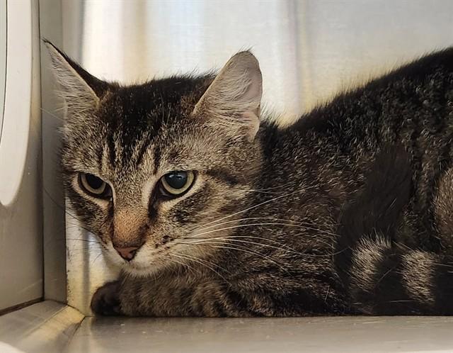 PAYTON, Adoptable, Young Female Domestic Short Hair.