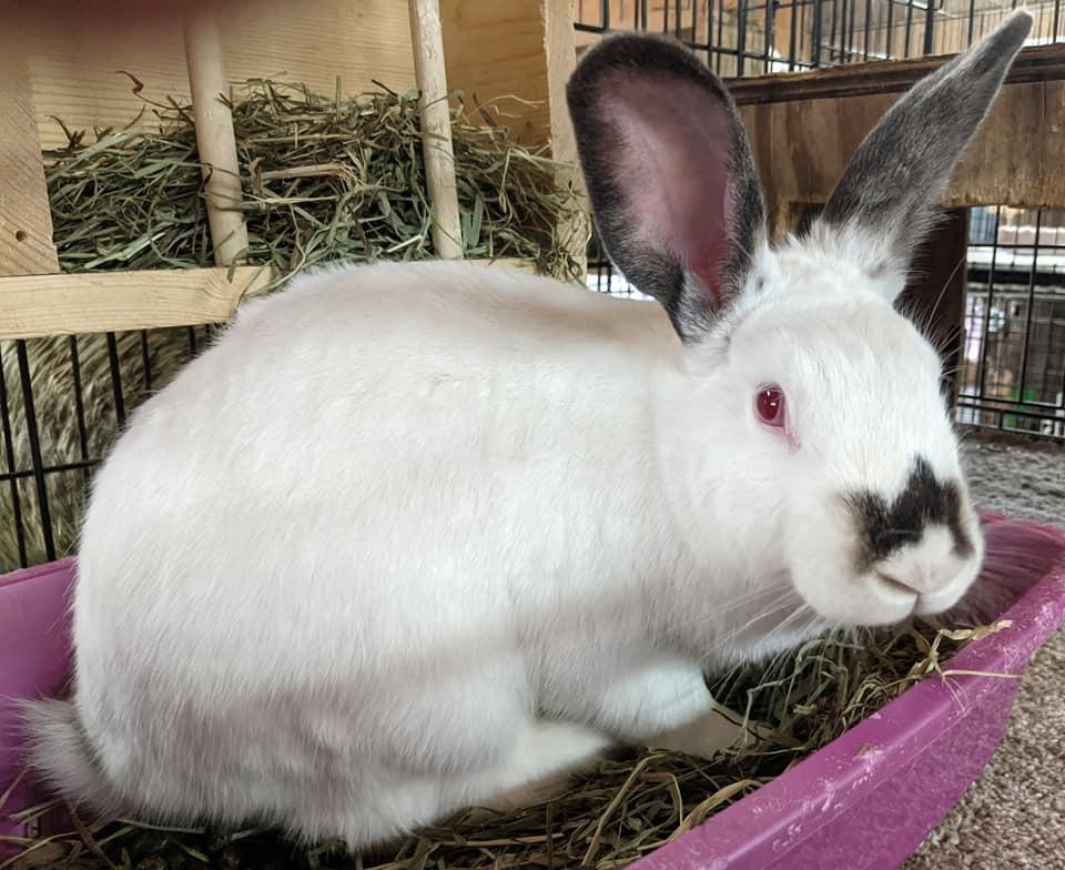 Enlarge Pesto, a Adoptable Himalayan in Gainesville, FL image 2/5