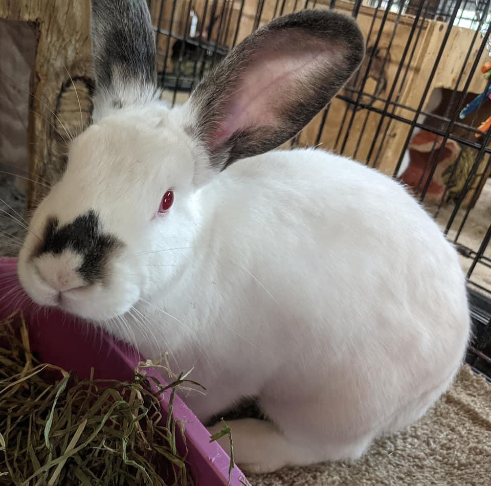 Enlarge Pesto, a Adoptable Himalayan in Gainesville, FL image 3/5