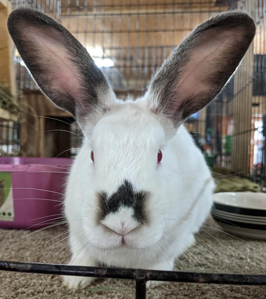 Pesto, Adoptable, Adult Female Himalayan.