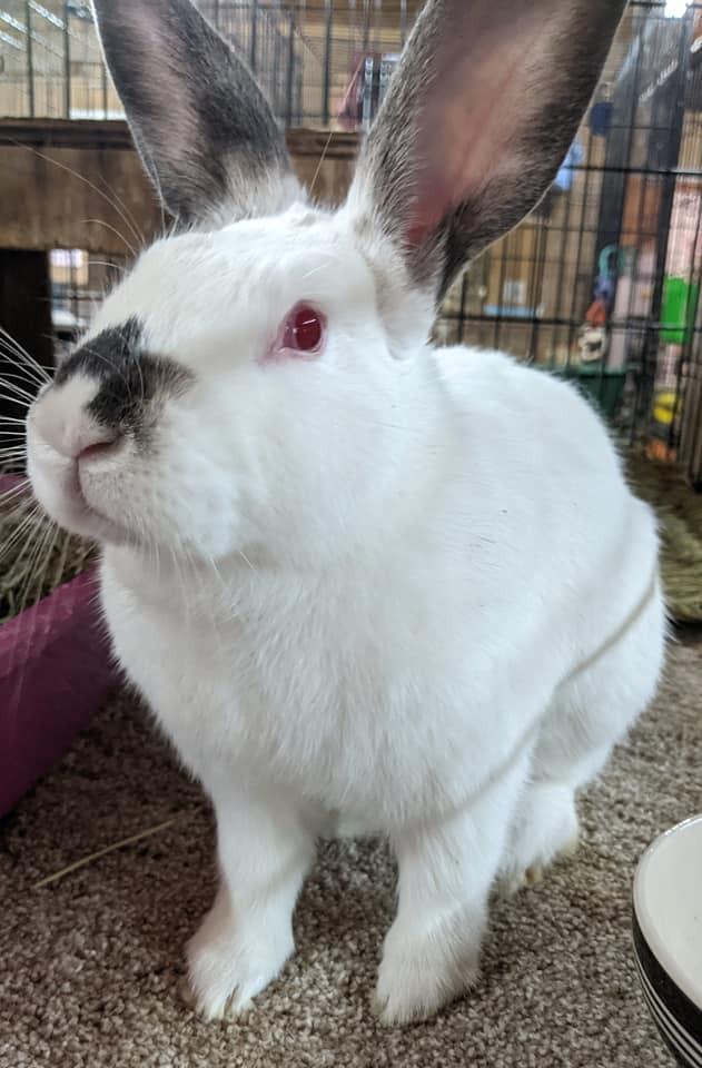 Pesto, Adoptable, Adult Female Himalayan.