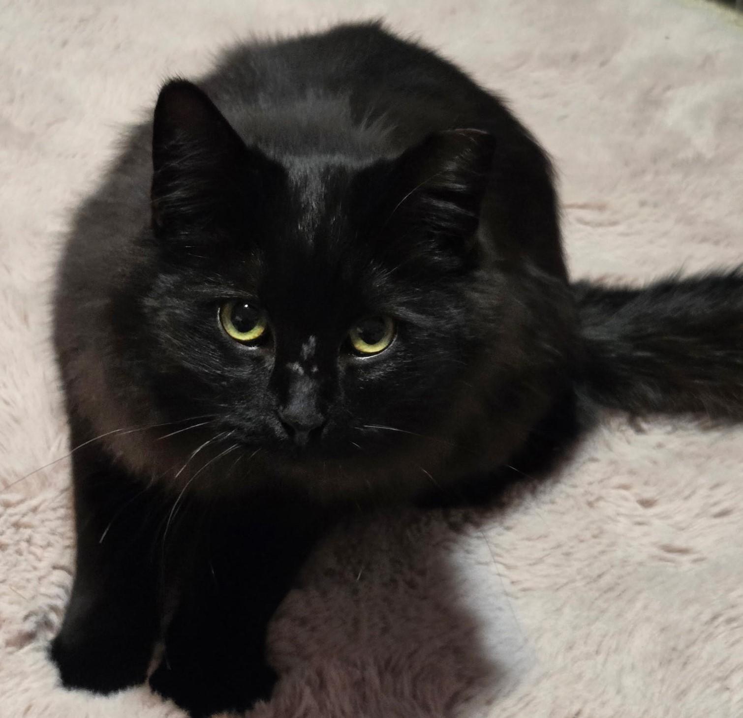 Giselle – Fluffy Black Beauty, ADOPTABLE, Young Female Domestic Medium Hair.