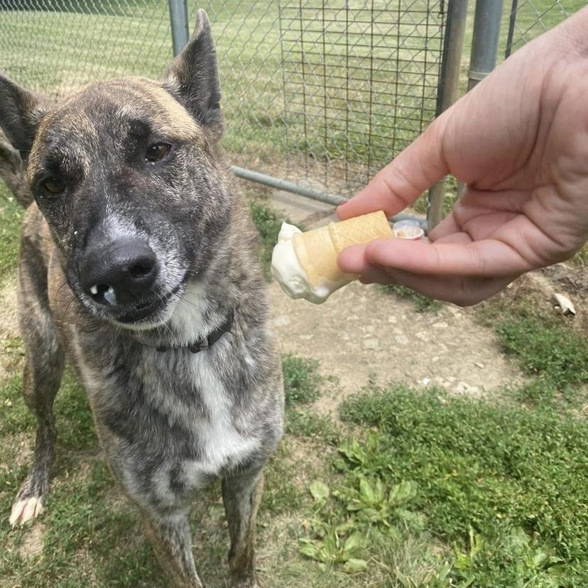 Enlarge Von, a Adoptable Dutch Shepherd in Godfrey, IL image 1/4