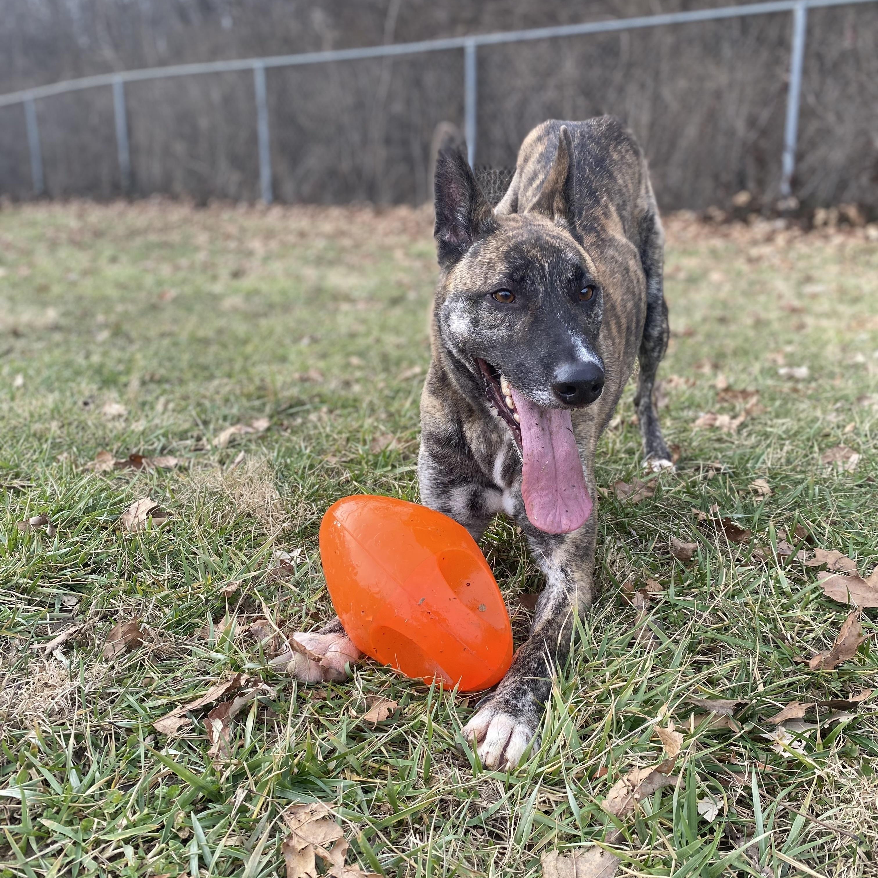Enlarge Von, a Adoptable Dutch Shepherd in Godfrey, IL image 2/4