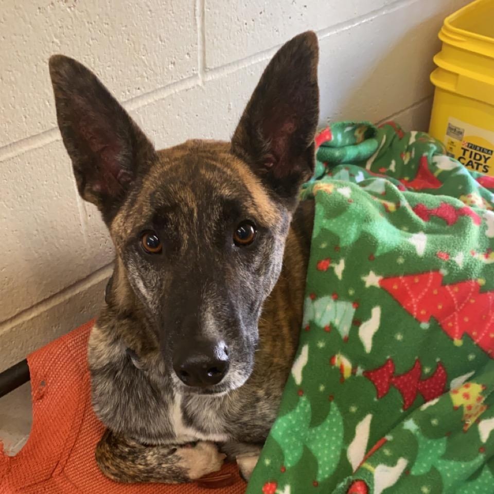 Enlarge Von, a Adoptable Dutch Shepherd in Godfrey, IL image 3/4
