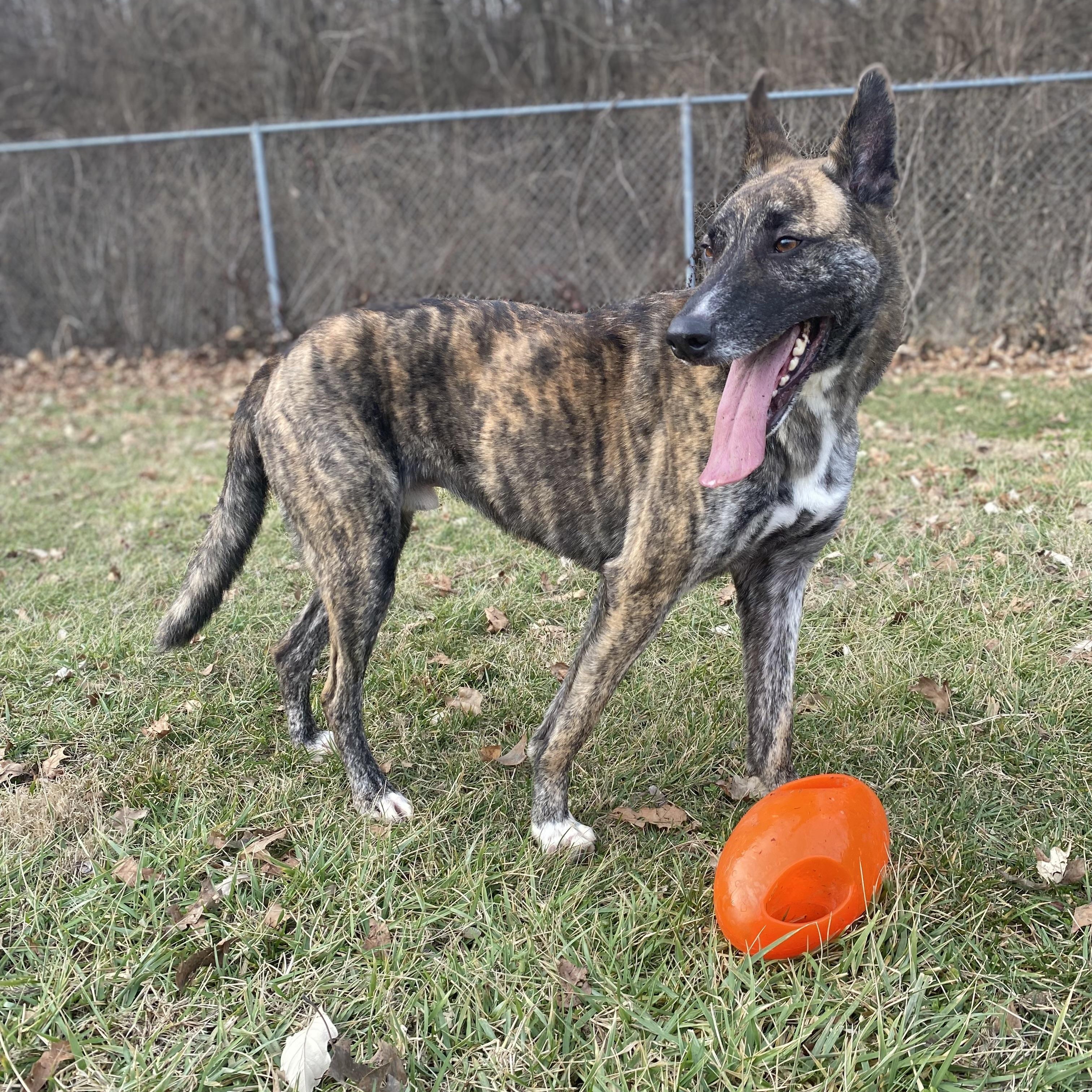 Enlarge Von, a Adoptable Dutch Shepherd in Godfrey, IL image 4/4