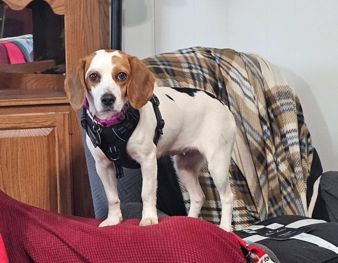 Rhonda, a ADOPTABLE Beagle in Williamsburg, VA image 4/6