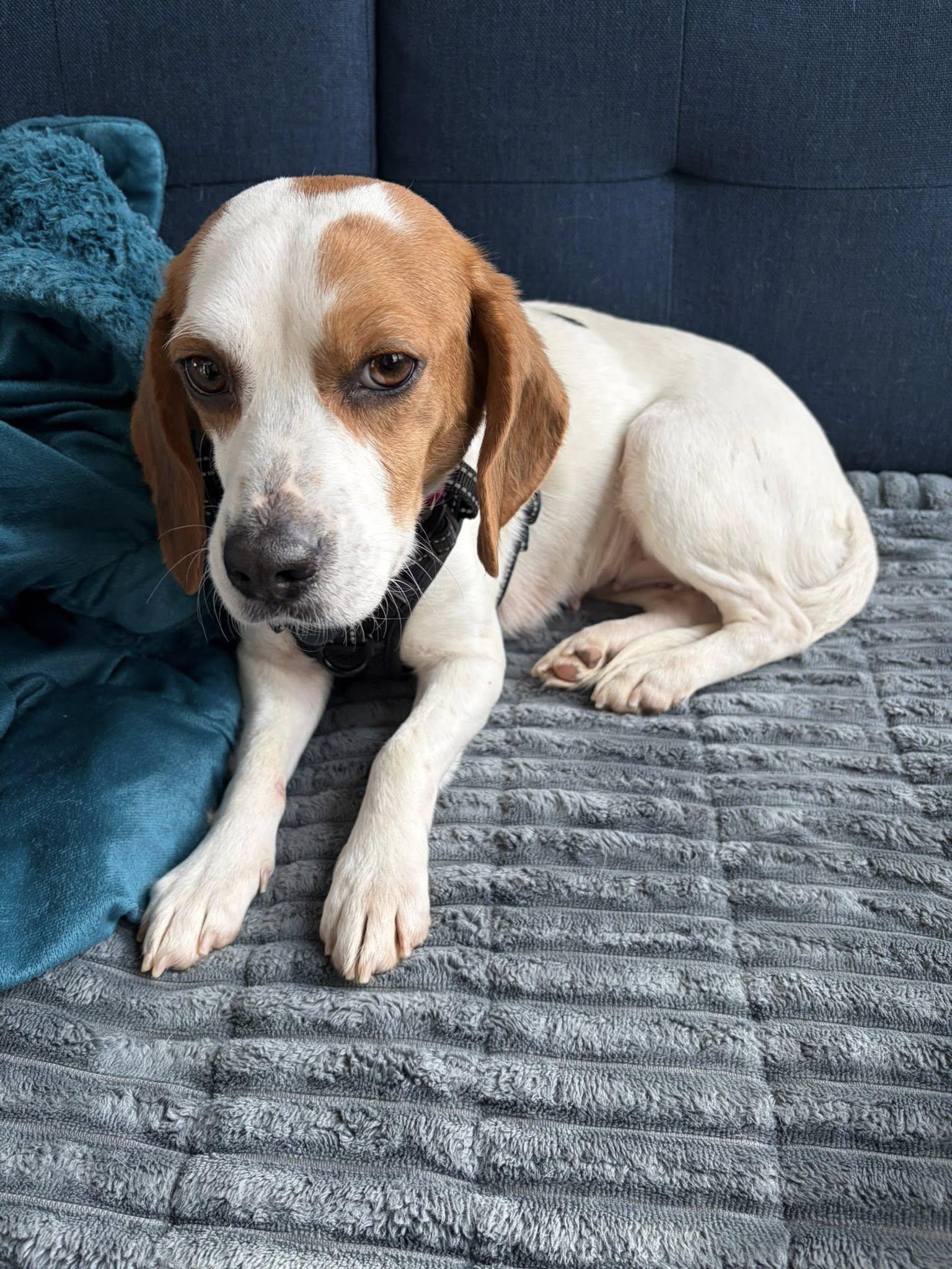 Rhonda, a ADOPTABLE Beagle in Williamsburg, VA image 2/6