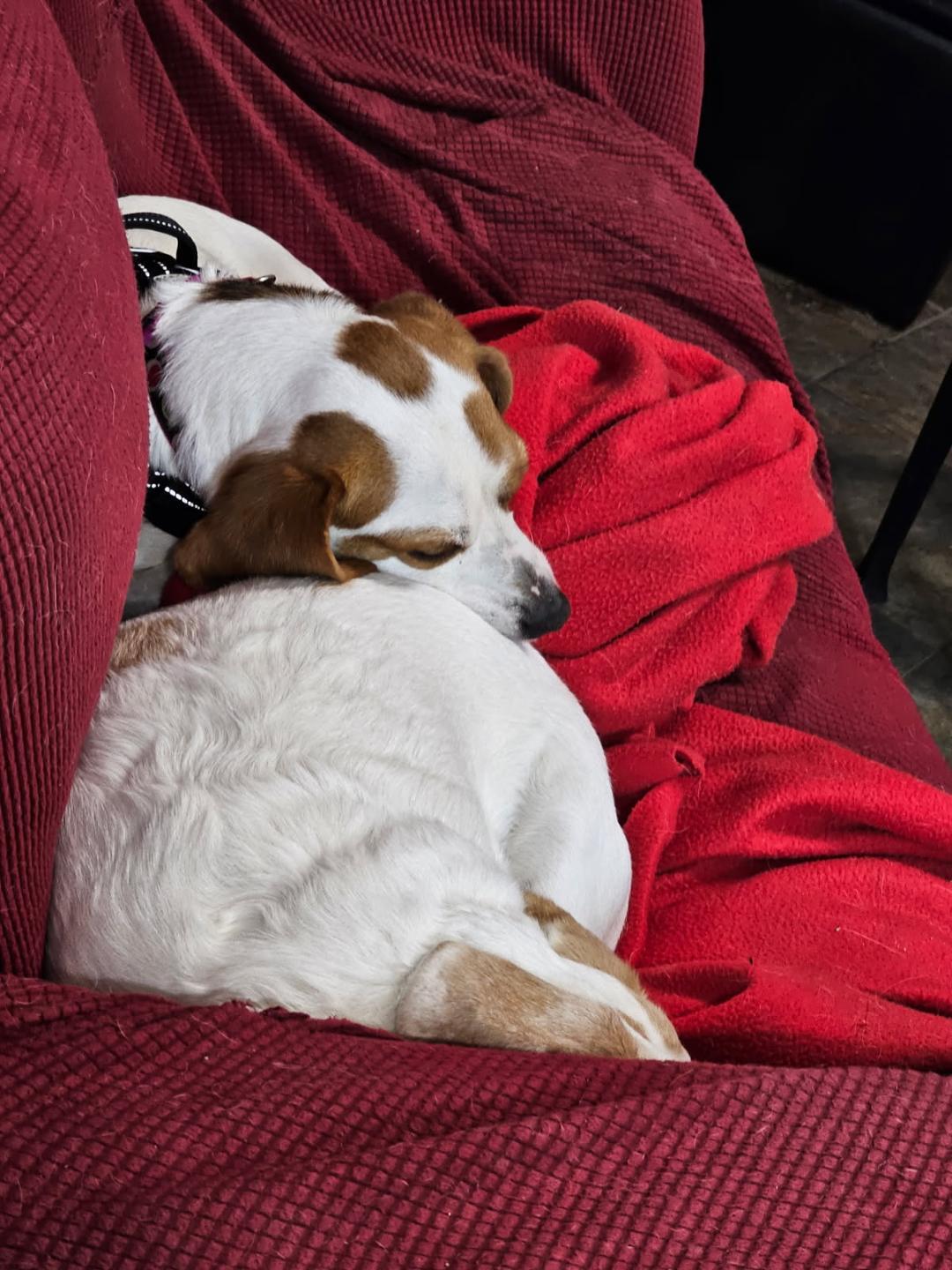 Rhonda, a ADOPTABLE Beagle in Williamsburg, VA image 6/6