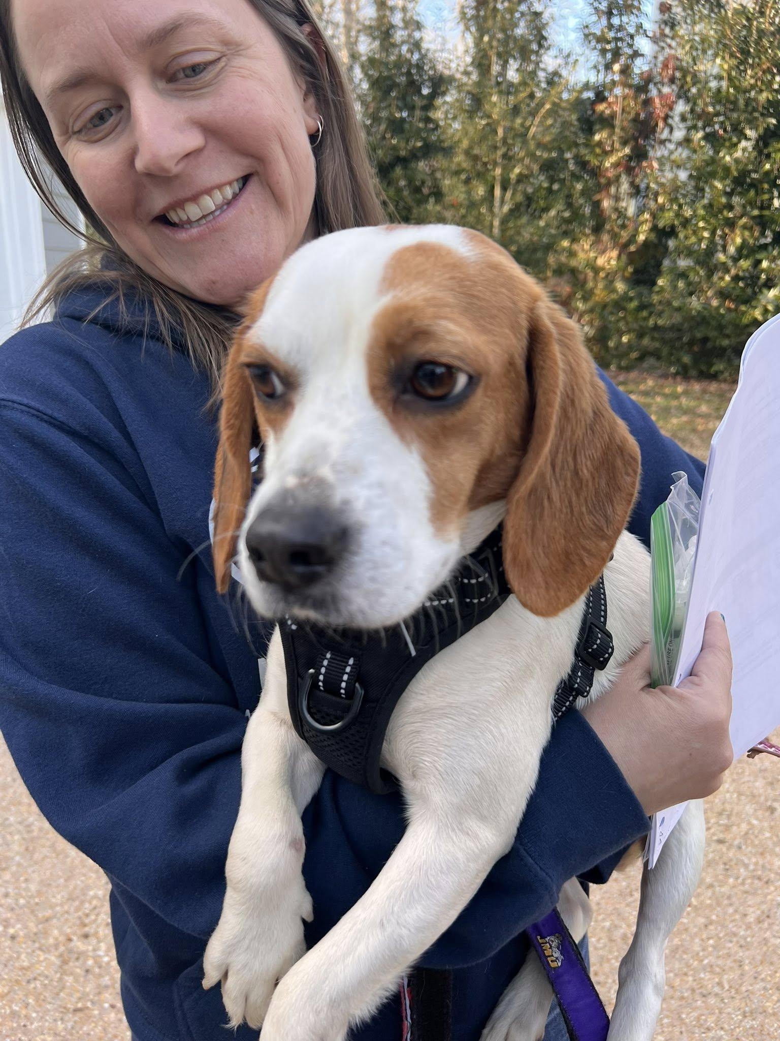 Rhonda, a ADOPTABLE Beagle in Williamsburg, VA image 3/6