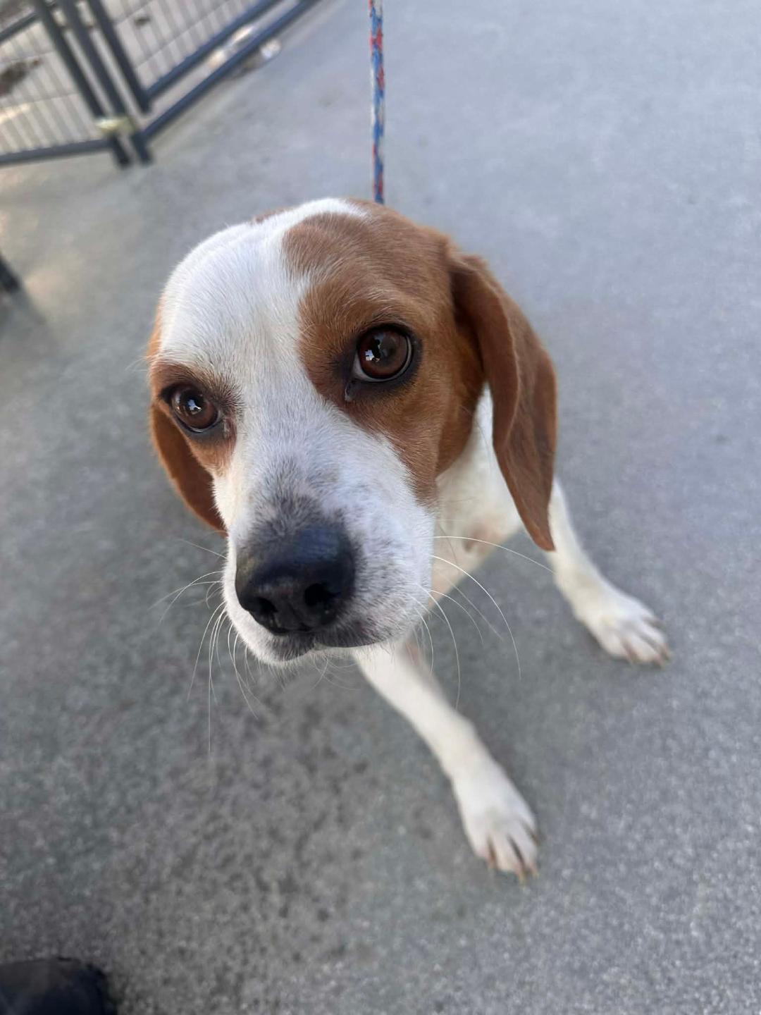 Rhonda, a ADOPTABLE Beagle in Williamsburg, VA image 1/6