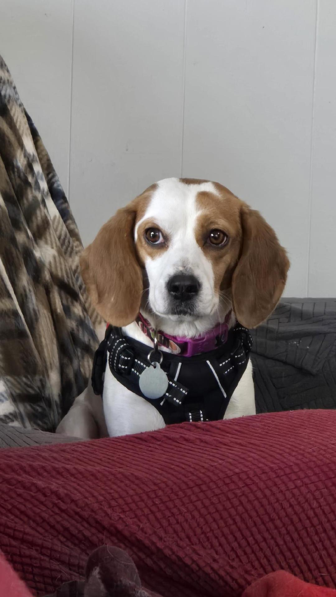 Rhonda, a ADOPTABLE Beagle in Williamsburg, VA image 5/6