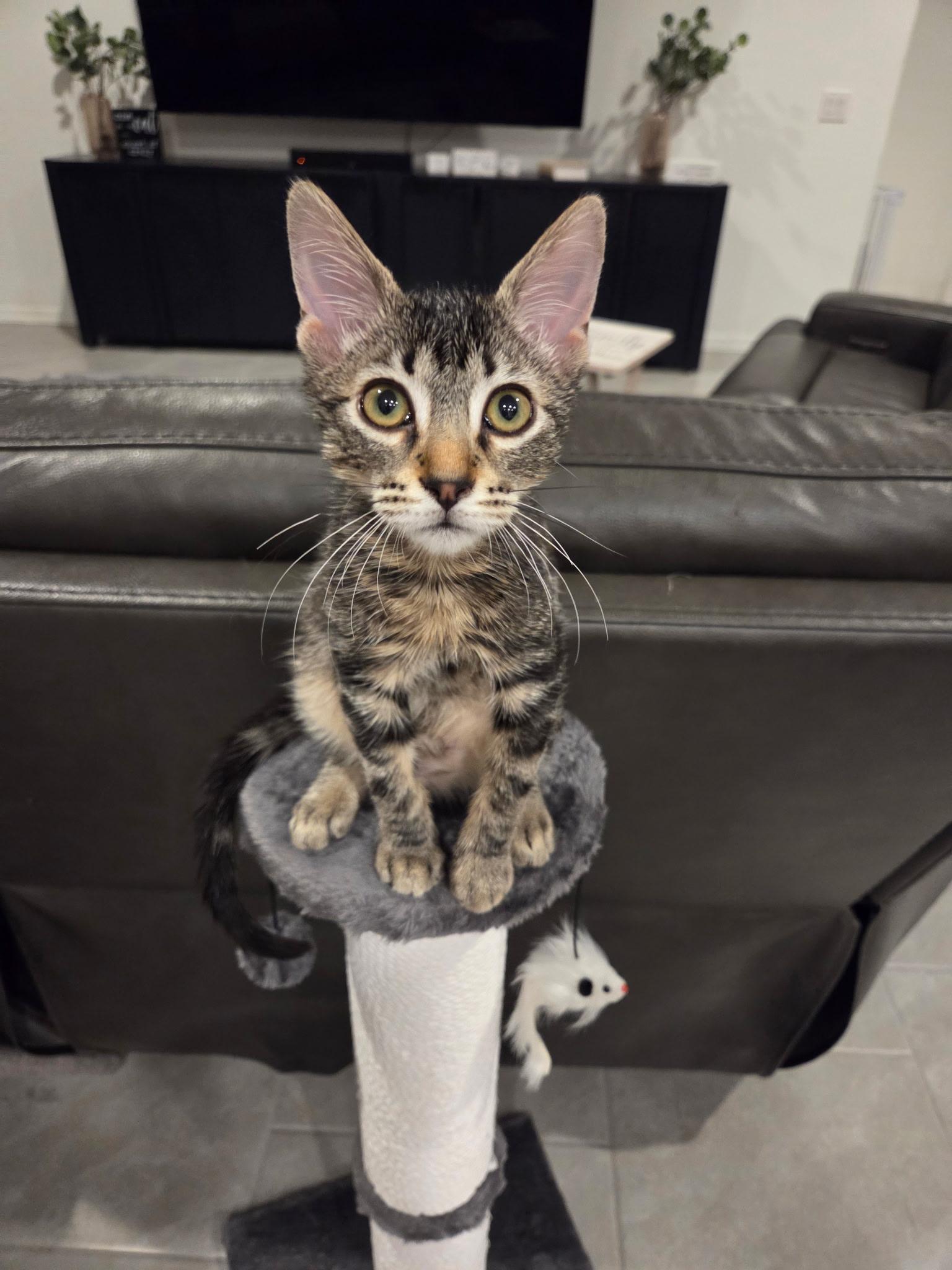 Jay, adopted, Kitten Male Domestic Short Hair.