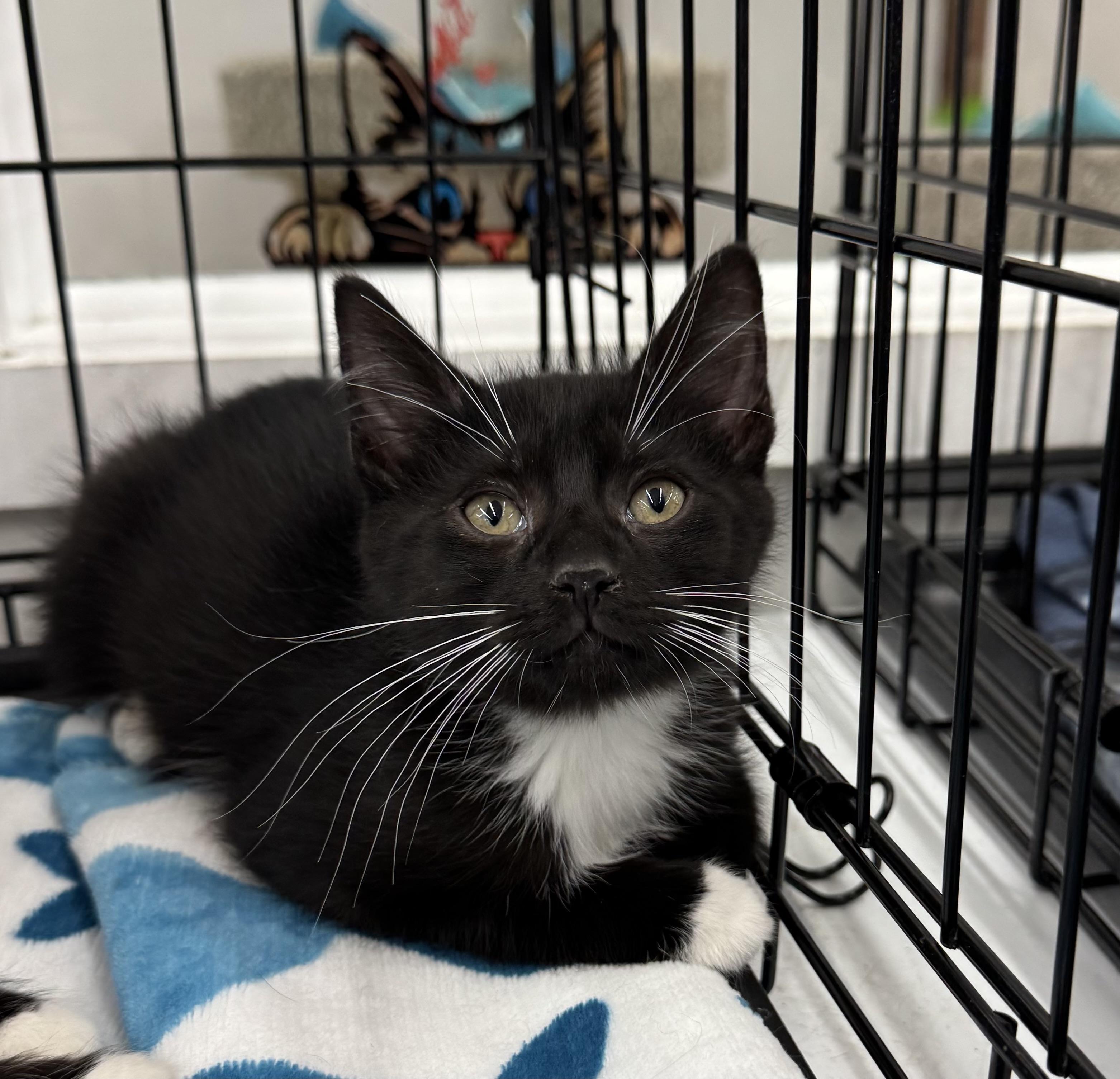 Martin Jackson, an adopted Tuxedo in Goshen, IN image 1/2