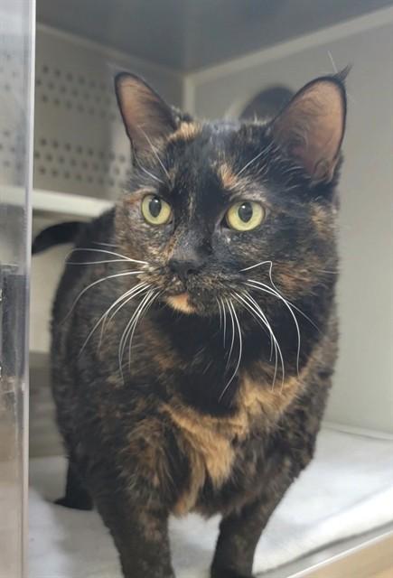 STELLA, Adoptable, Senior Female Domestic Short Hair.