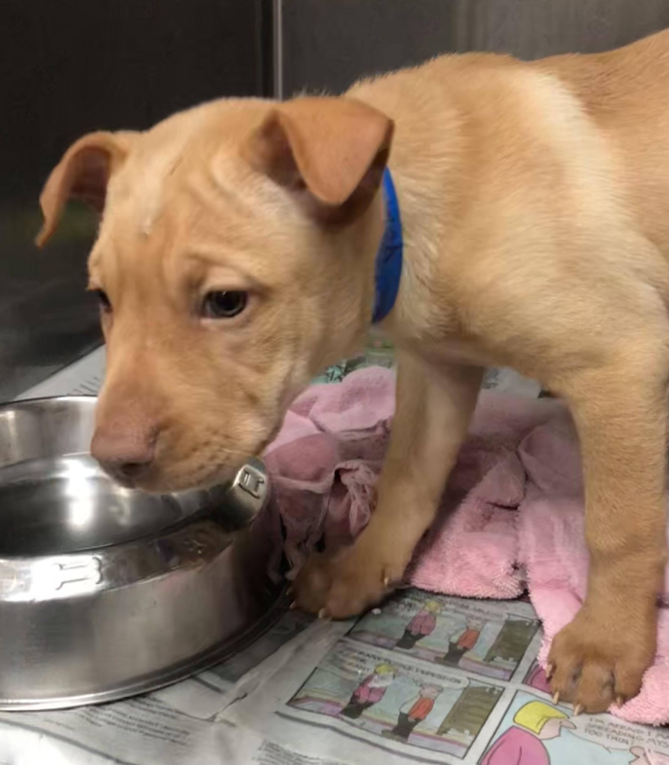 Yukon, Adoptable, Puppy Female Shar-Pei.
