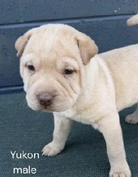 Enlarge Yukon, a Adoptable mixed breed in Parma, OH image 2/2