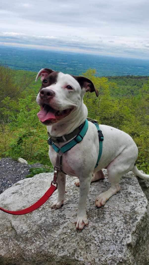 Enlarge Grasshopper, a Adopted Terrier in Highland, NY image 1/3