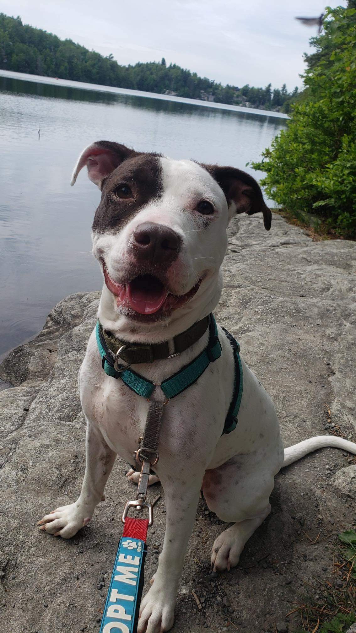 Enlarge Grasshopper, a Adopted Terrier in Highland, NY image 2/3