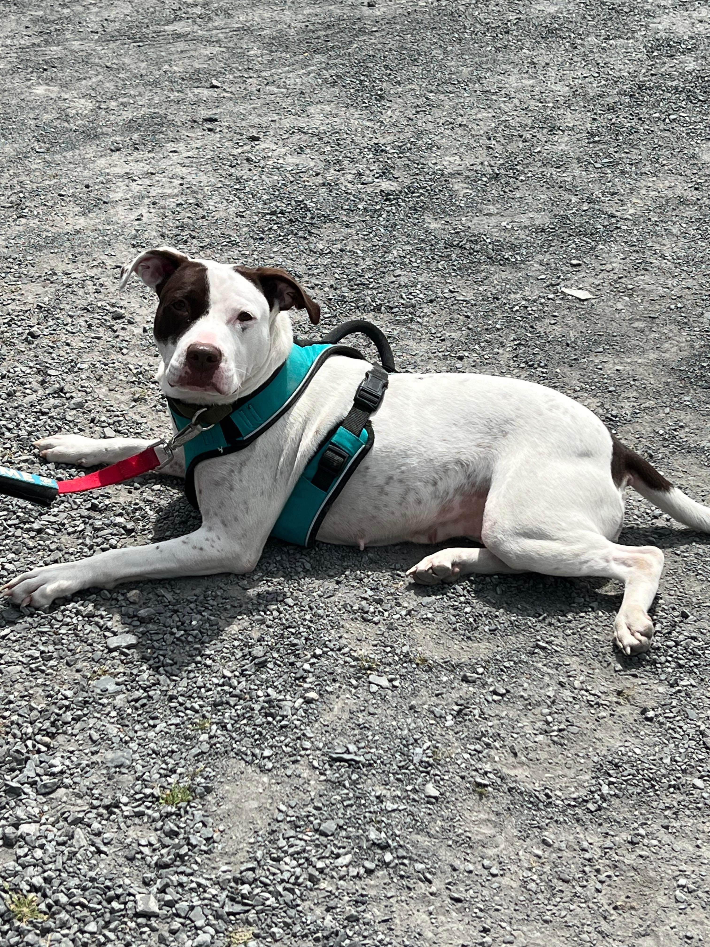 Enlarge Grasshopper, a Adopted Terrier in Highland, NY image 3/3